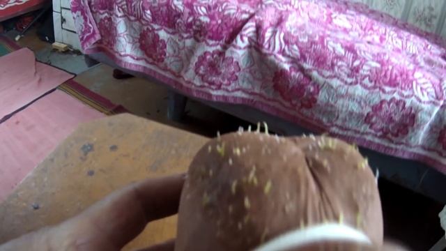 Травянчик, выращенный своими руками. Ёжик. смотреть онлайн