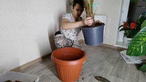 Мега Пересадка ЦИАТЕИ ДРЕВОВИДНОЙ// Самый крупный папоротник !