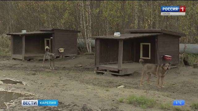 Отлов и содержание безнадзорных животных смотреть онлайн