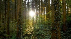 Forests with Beautiful Piano Music, осенний лес с фоновой музыкой