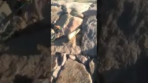 Рыбалка на маринку в Таласе!!!