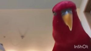 красный попугай мем 1 час