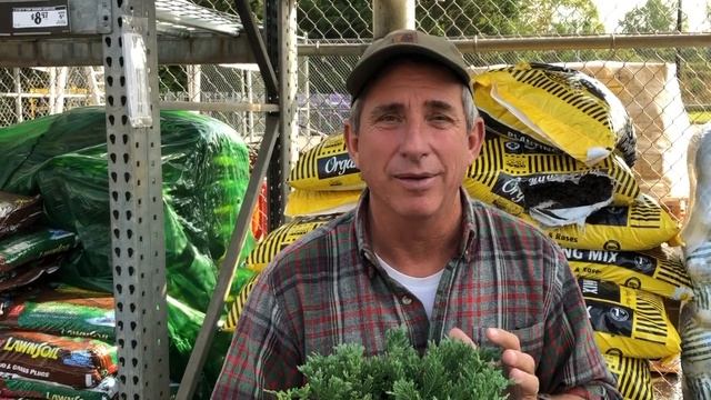 Blue Rug Juniper | Juniperus horizontalis Wiltonii | Lawn Alternative смотреть онлайн