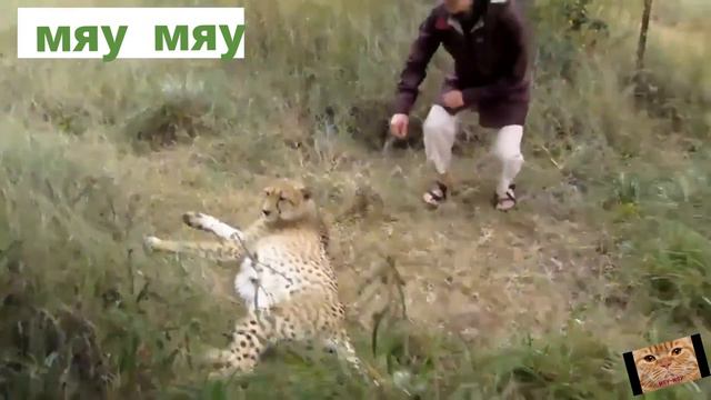 Мурлыканье гепарда! как дизельный двигатель))))))))))Большие кошки смотреть онлайн