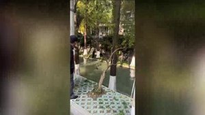 Кабан напал на охранника перед входом в школу