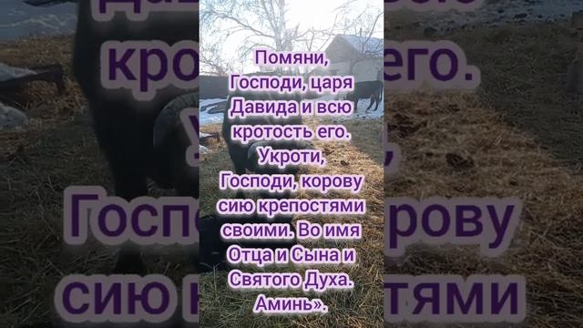 Заговор если корова лягается