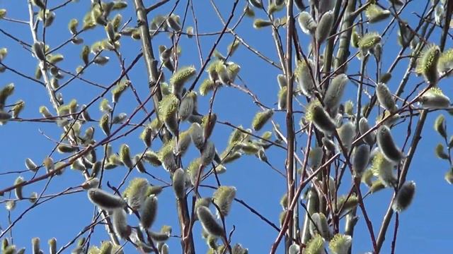 НАБЛЮДЕНИЯ НАТУРАЛИСТА 10. 04. 2020 г. Погода в Нижнеудинске. смотреть онлайн