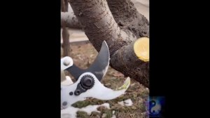Лайфхак. Аккумуляторный секатор. #Shorts