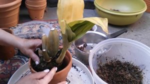 Орхидея АНГУЛОА пересадка, субстрат