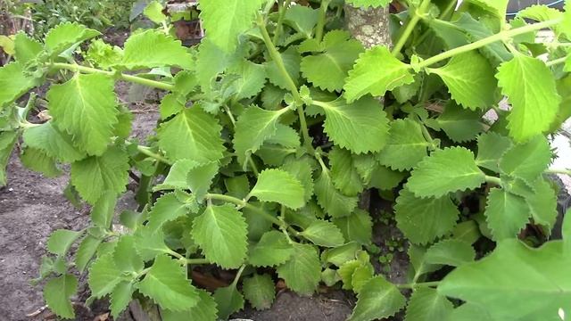 Oregano 2018... Giant plectranthus amboinicus under a mango tree GardenQ MVI_0734 | RAU CAN DAY LA смотреть онлайн
