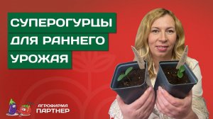 ПРАВИЛА ПОСЕВА ОГУРЦОВ ДЛЯ РАННЕГО УРОЖАЯ