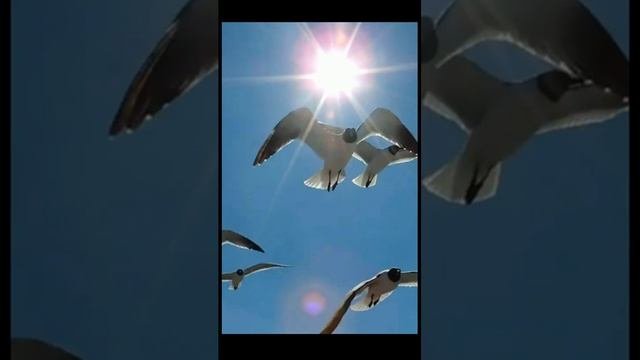 Звук природы. Пение птиц на море