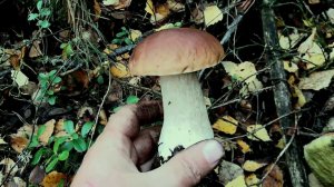 Осенние белые грибы. Новые кадры из осеннего леса
