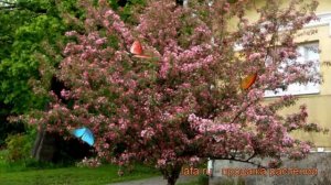 Яблоня декоративная Макамик (malus makamik) ? Макамик обзор: как сажать, саженцы яблони Макамик