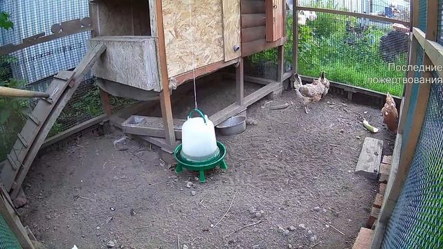 Курятник. Жизнь в курятнике. Можно покормить онлайн. Chicken coop stream. Online feed смотреть онлайн