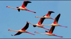 Фламинго обыкновенный или розовый (Phoenicopterus roseus)