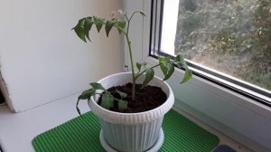 ПОМИДОРЫ! Как вырастить на Подоконнике!!!