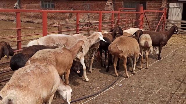 начало осеменения, афганские овцы. смотреть онлайн