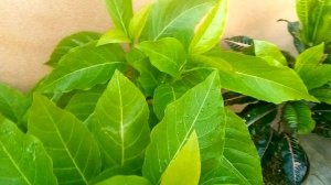 beautiful Foliage plant|beautiful light green leafy plant|pissunia plant|patoon wala podha|