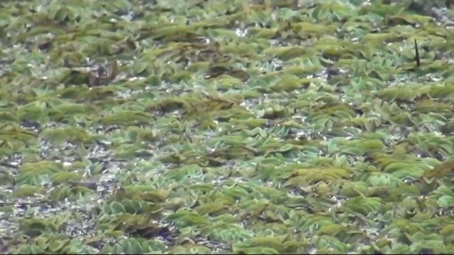 ПРИКОЛЫ НА ПРИРОДЕ - АНДАТРА И ЛЯГУШКА - СЮФ смотреть онлайн