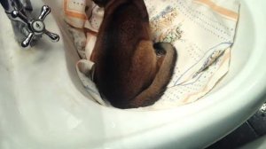 Как научить кошку не бояться воды?;)
