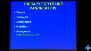 Лечение панкреатита у кошек. Therapy for feline pancreatitis