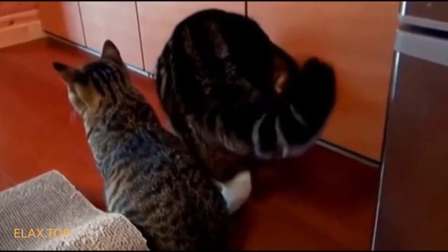))) Коты - подобны людям!Чем опытный специалист отличается от молодого специалиста на примере котов