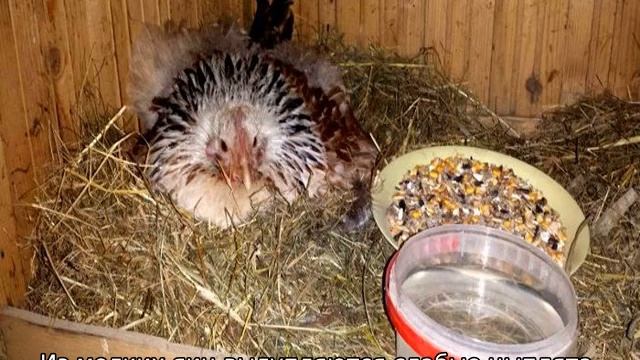 Сколько курица сидит на яйцах смотреть онлайн