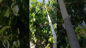 Средство для сбора черешни и вишни,с высоких деревьев