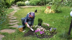 Супер способ посадки хвойных растений. Почему не приживаются хвойники.