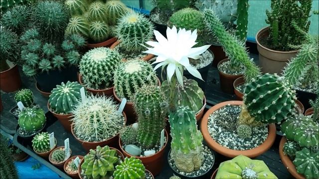 Echinopsis subdenudata, the first bloom 2020
