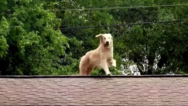 Пес залез на крышу дома и начал лаять. Соседи были в ужасе, когда узнали причину! смотреть онлайн