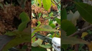 Обрезка метельчатых гортензий осенью. Пинки-Винки на штамбе