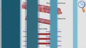 Естествознание 10 класс (Урок№43 - Движение в живой природе.)