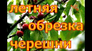 ЛЕТНЯЯ обрезка ЧЕРЕШНИ! Что можно резать, а что нет!