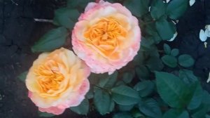 Жорж Данжан