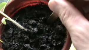 Как пересаживать помидоры рассаду. Помидоры рассада пикировка.