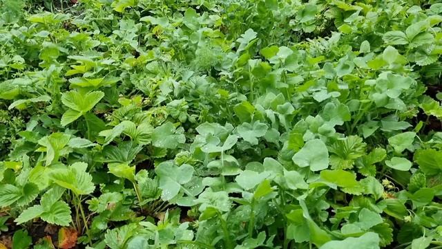 Вкуснейшая окрошка на сыворотке и кефире. Первый урожай клубники.