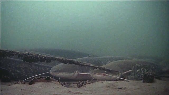 ??? Логово сомов. Подводная съёмка. Подводная камера FocusFish 2021 ??? смотреть онлайн