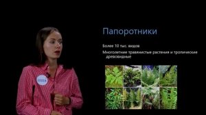 Плауны, хвощи, папоротники. Многообразие видов. Видеоурок 28. Биология 5 класс