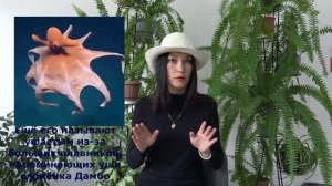 Детям о животных: Осьминоги