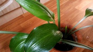 Как заставить эухарис цвести. Уход и размножение.