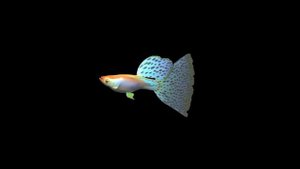 3D Hologram - Jelly, Fish, Butterfly and Bird