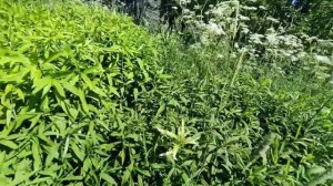 Заброшенный дом, выносят всё.mp4