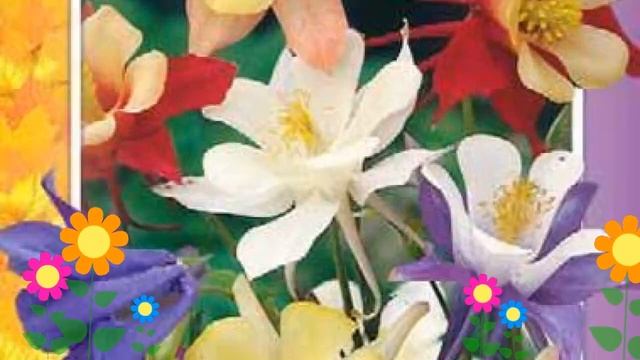 Аквилегия обыкновенная Смесь окрасок. Краткий обзор, описание характеристик, где купить семена смотреть онлайн