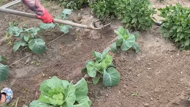 Какую траву курам несушкам НЕЛЬЗЯ