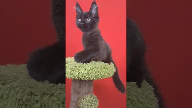 Черная пантера Эмили #blackcat #girl #catlover #kittenblack смотреть онлайн