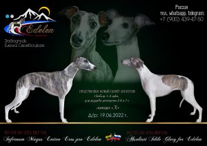 Щенки уиппета племенного питомника EDELEN.