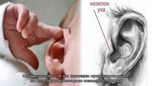 Ушной козелок: строение и функции