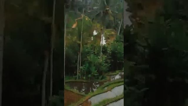 Rice Terrace in Bali Tegallalang Drone footage